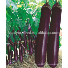 E10 Marshal mid-early maturity purple eggplant seeds, f1 hybrid eggplant seeds